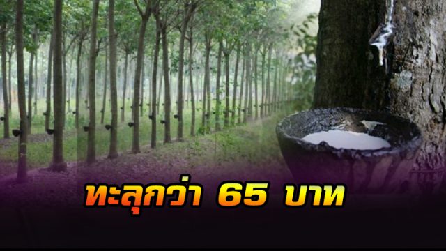 ราคายางขึ้นทะลุเพดาน ราคายางขึ้นทะลุเพดาน