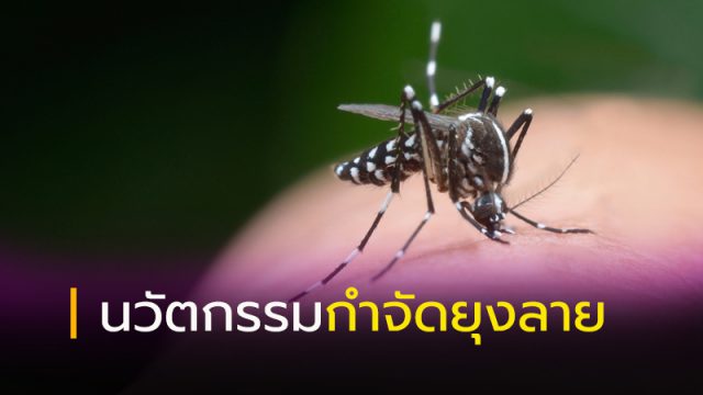วัตกรรมสกัดและกำจัดยุงลาย
