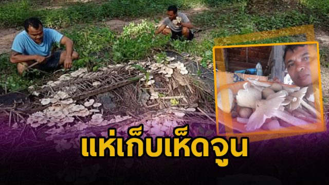 เห็ดจูน เห็ดจูน