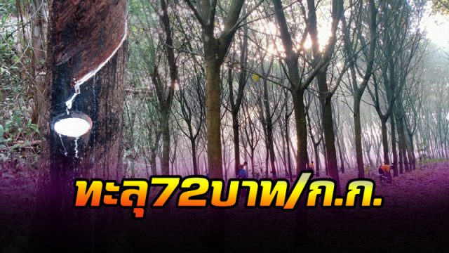 ราคายางพารา