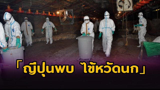 ญี่ปุ่นพบ ไข้หวัดนก