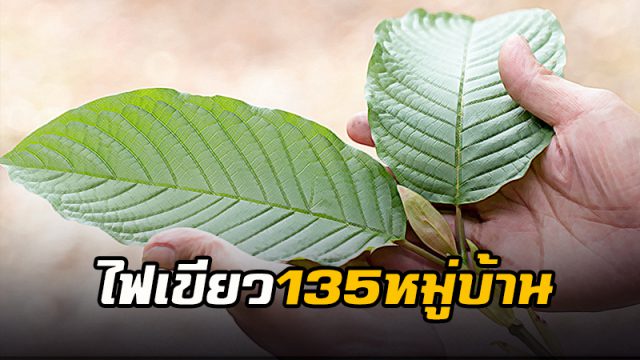 เสพพืชกระท่อม เสพพืชกระท่อม