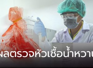 ผลตรวจหัวเชื้อน้ำหวาน