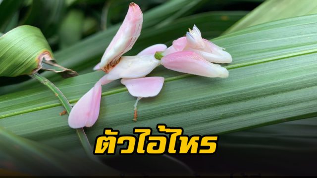 ตั๊กแตนตำข้าวกล้วยไม้สีชมพู