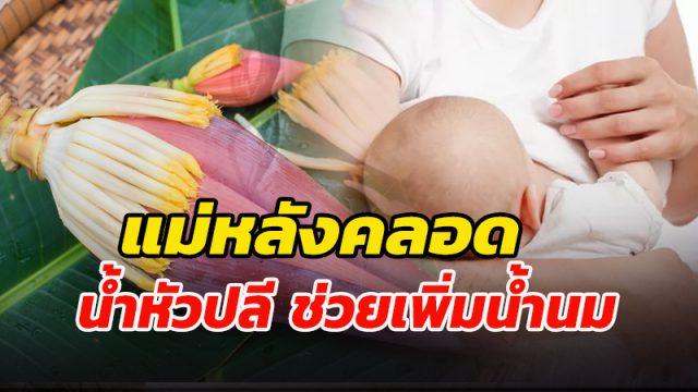 น้ำหัวปลี ช่วยเพิ่มน้ำนม น้ำหัวปลี ช่วยเพิ่มน้ำนม
