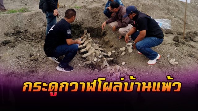 กระดูกวาฬโผล่บ้านแพ้ว