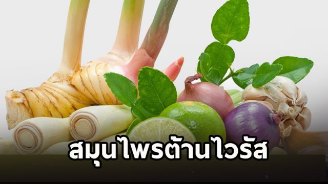สมุนไพรต้านไวรัส