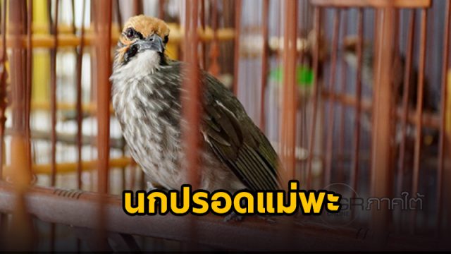 นกปรอดแม่พะ นกปรอดแม่พะ