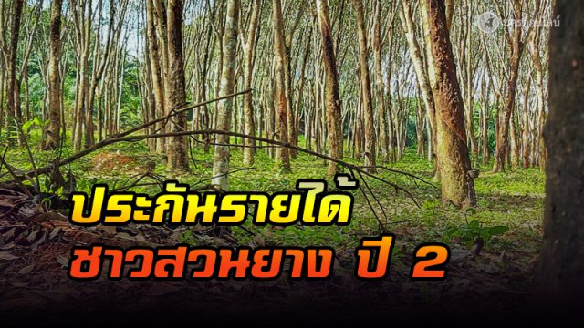 ประกันรายได้ชาวสวนยาง ประกันรายได้ชาวสวนยาง