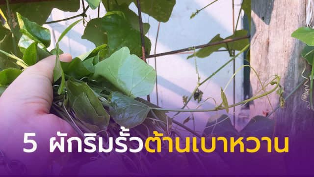 ผักริมรั้ว ต้านเบาหวาน ผักริมรั้ว ต้านเบาหวาน