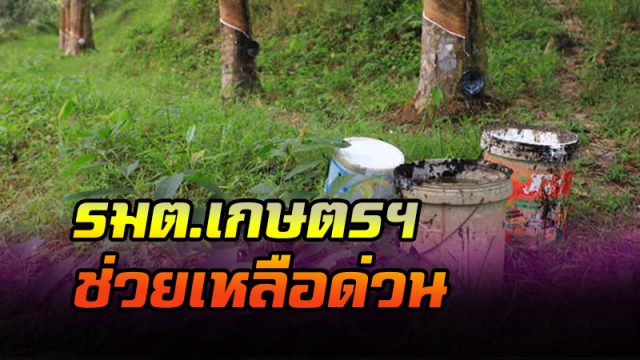ยางราคาลดฮวบ