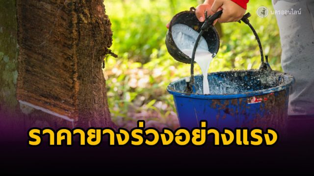 ชาวสวนยางโอด