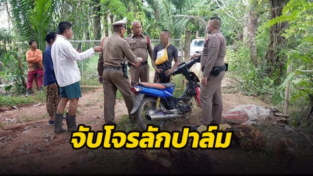 ซุ่มจับหัวขโมยปาล์มน้ำมัน คาหนัง คาเขา พร้อมของกลาง