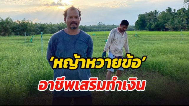 กษตรกรเมืองคอน หันมาปลูก ‘หญ้าหวายข้อ’ เลี้ยงวัวชน