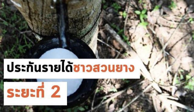 โครงการประกันรายได้ชาวสวนยาง ระยะที่ 2