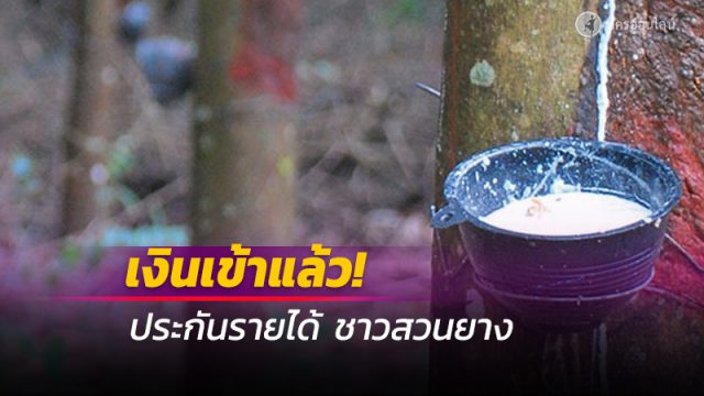 เช็กเลย!! เงินเข้าแล้ว ประกันรายได้ ชาวสวนยาง รวบ 2 งวด