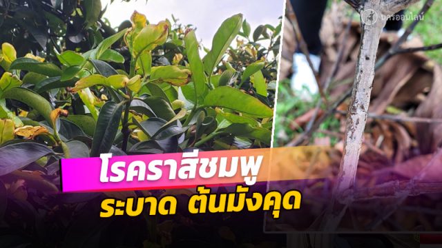 ต.ท้ายสำเภา เมืองคอน พบการระบาดของ 'เชื้อราสีชมพู’ ในต้นมังคุด