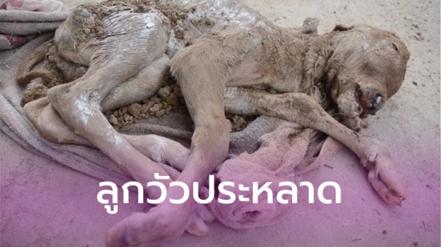 ฮือฮา! ทั้งหมู่บ้าน ลูกวัวประหลาดตายก่อนคลอด