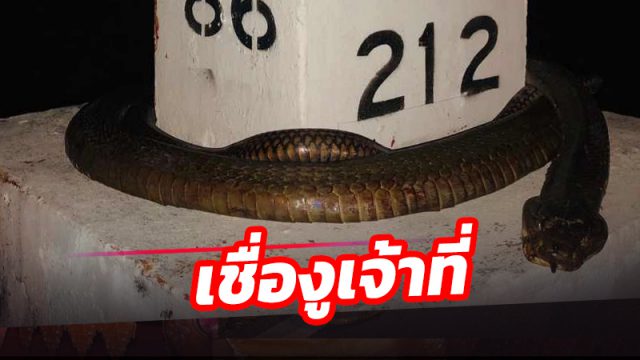 งูจงอางยาวกว่า 5 เมตร ถูกรถทับตายคาหลักกิโลฯ ทำพิธีฝังอย่างดี เชื่องูเจ้าที่