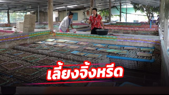 เลี้ยงจิ้งหรีด