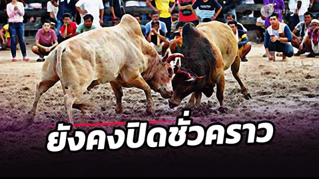 สนามชนโค สนามชนไก่ และสนามกัดปลา ยังคงปิดชั่วคราวต่อไป