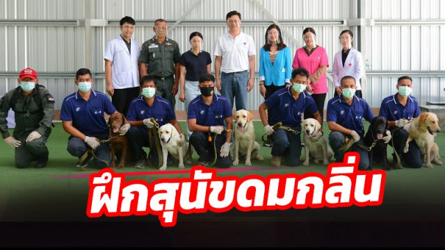 เชฟรอน-จุฬาฯ วิจัยสำเร็จ ฝึกสุนัขดมกลิ่นผู้ติดเชื้อโควิด