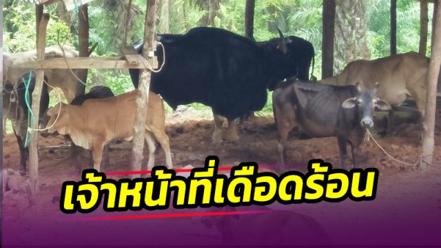 สบอ.4 สุราษฎร์ฯ เร่งผลักดันกระทิงหนุ่ม คืนป่าธรรมชาติหลังติดพัน วัวสาวชาวบ้าน ตามจีบไม่ห่าง