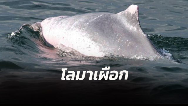 เจ้าหน้าที่อุทยานฯเมืองคอน พบ 'ฝูงโลมาเผือก' ว่ายน้ำเล่นบริเวณอ่าวท้องหยี อ.ขนอม