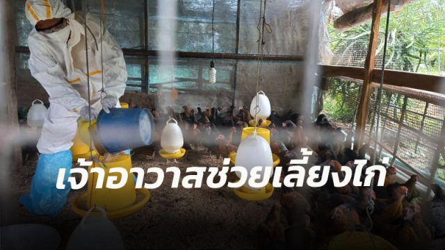 #เมืองคอน รักษาการเจ้าอาวาสวัดดัง ใส่ชุด PPE ลุยช่วยเลี้ยงไก่กว่า 300 ตัวให้ครอบครัว “ตาคล้อยและป้าเอียด” ติดโควิด