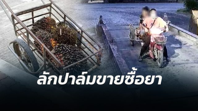 2คู่หูแสบตระเวนขโมยผลปาล์มน้ำมัน