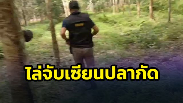 เมืองคอน บุกจับนักพนันปลากัด วัยเกษียณ