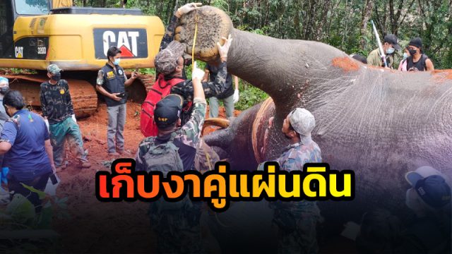 แบ๊กโฮขุดหลุม นิมนต์พระทำพิธี ฝังช้างป่าพลัดตกสระน้ำ ถอดงาเก็บเป็นสมบัติชาติ