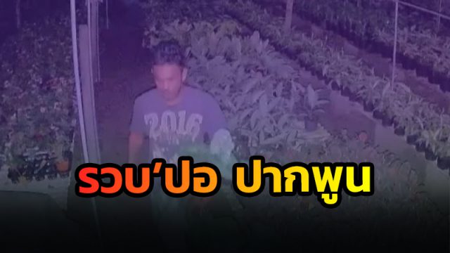แก๊งขโมยต้นบอนสี