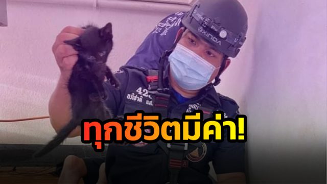 กู้ภัยเมืองคอน โรยตัวช่วย 2 ลูกแมว
