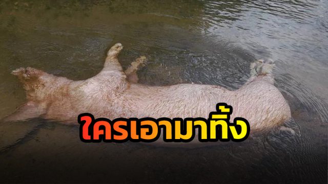 ผวาโรคอหิวาต์แอฟริกาในหมู
