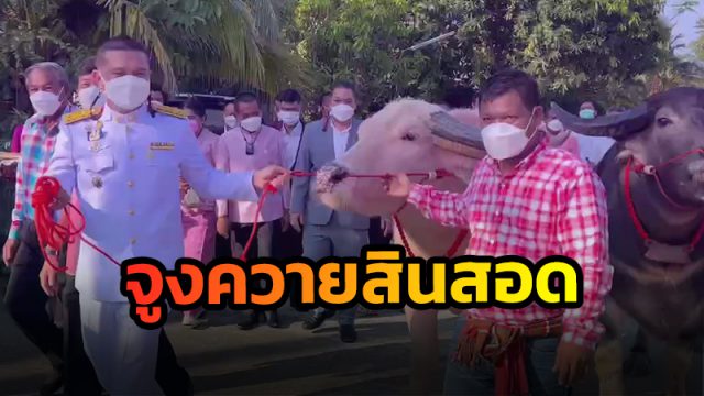 นอภ.นาบอน จูงควายไทยมูลค่า 10 ล. เป็นสินสอดแต่งเจ้าสาวแพทย์หญิง