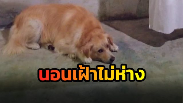 พระผูกคอในสำนักสงฆ์นครศรีธรรมราช สุนัขสีน้ำตาลนอนเฝ้าศพไม่ยอมห่า