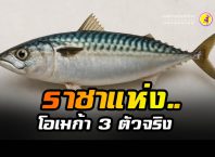 ราชาแห่งโอเมก้า 3 ตัวจริงไม่ใช่ 'แซลมอน'