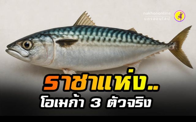 ราชาแห่งโอเมก้า 3 ตัวจริงไม่ใช่ 'แซลมอน'