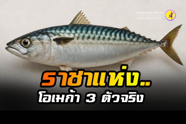 ราชาแห่งโอเมก้า 3 ตัวจริงไม่ใช่ 'แซลมอน' ราชาแห่งโอเมก้า 3 ตัวจริงไม่ใช่ 'แซลมอน'
